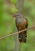 Plaintive Cuckoo (Cacomantis merulinus) male, Darjeeling, India