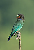 Oriental Dollarbird (Eurystomus orientalis) calling, Darjeeling, India