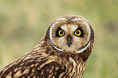 Short-eared Owl (Asio flammeus), South Holland, Netherlands