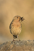 Red-throated Pipit (Anthus cervinus) with insects in its beak, Norway