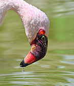 Lesser Flamingo (Phoeniconaias minor) drinks from pond, French Riviera, France