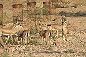 Chinkara (Gazella bennettii), group near a Bishnoi temple, Rajasthan, India