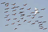 Common cranes (Grus grus), migratory stopover at Lac du Der, Champagne, France