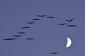Common cranes (Grus grus) V-flight in front of the moon, Lake Der, Champagne, France