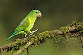 Orange-chinned Parakeet (Brotogeris jugularis), Costa Rica