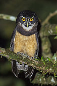 Spectacled Owl (Pulsatrix perspicillata) perched on a branch in Costa Rica.