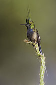 Wire-crested Thorntail (Discosura popelairii), Manu National Park, Peru