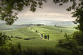 Cypress trees at Terrapille, Pienza, Sienna, Tuscany, Italy