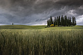 Cypres trees in Val d'Orcia, San Quirico d'Orcia, Siena, Tuscany, Italy