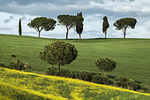 Cypresses (Cupressus sempervirens) and maritime pines (Pinus pinaster) in Val d'Orcia, San Quirico d'Orcia, Tuscany, Italy