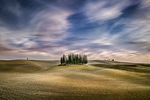Cypres trees in Val d'Orcia, San Quirico d'Orcia, Siena, Tuscany, Italy