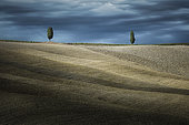 Cypres trees in Val d'Orcia, San Quirico d'Orcia, Siena, Tuscany, Italy