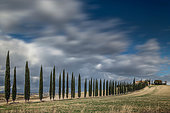 Cypres trees in Val d'Orcia, San Quirico d'Orcia, Bagno Vignoni, Siena, Tuscany, Italy
