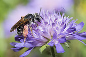 Large Scabious Mining Bee (Andrena hattorfiana) black form, on Scabieusia (Scabiosa sp) flower, Regional Natural Park of Vosges du Nord, Franc
