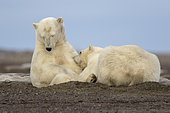 Polar Bear( Ursus maritimus ) nursing cub along a barrier island outside Kaktovik, Every fall, polar bears (Ursus maritimus) gather near Kaktovik on the northern edge of ANWR, Barter Island, Arctic National Wildlife Refuge, Alaska