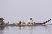 Polar Bear( Ursus maritimus ) near by the bones pile, carcass of Bow whales hunt by the villagers, along a barrier island outside Kaktovik, Every fall, polar bears (Ursus maritimus) gather near Kaktovik on the northern edge of ANWR, Arctic National Wildlife Refuge, Alaska