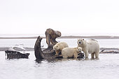 Ours polaire (Ursus maritimus) près du dépôt des os de baleines chassées par le village, Kaktovik, Barter Island, Refuge faunique national arctique, Alaska, USA