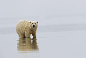 Ours polaire (Ursus maritimus) dans l'eau sur le rivage, Kaktovik, Ile Barter, Refuge faunique national arctique, Alaska, USA