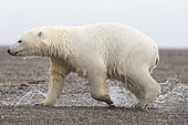 Ours polaire (Ursus maritimus) marchant sur le rivage, Kaktovik, Ile Barter, Refuge faunique national arctique, Alaska, USA