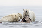 Ours polaire (Ursus maritimus) près du dépôt des os de baleines chassées par le village, Kaktovik, Barter Island, Refuge faunique national arctique, Alaska, USA