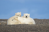 Polar Bear( Ursus maritimus ), along a barrier island outside Kaktovik, Every fall, polar bears (Ursus maritimus) gather near Kaktovik on the northern edge of ANWR, Barter Island, Arctic National Wildlife Refuge, Alaska