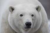 Polar Bear( Ursus maritimus ), along a barrier island outside Kaktovik, Every fall, polar bears (Ursus maritimus) gather near Kaktovik on the northern edge of ANWR, Barter Island, Arctic National Wildlife Refuge, Alaska