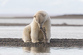 Ours polaire (Ursus maritimus) et os sur le rivage, Kaktovik, Ile Barter, Refuge faunique national arctique, Alaska, USA