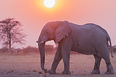 African bush elephant or African savanna elephant (Loxodonta africana), around a water hole, Nxai pan national park, Botswana