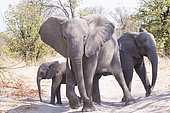 African bush elephant or African savanna elephant (Loxodonta africana), Moremi National Park, Bostwana