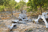 African bush elephant or African savanna elephant (Loxodonta africana), skeleton of a dead elephant, Moremi National Park, Bostwana,
