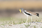 African wattled lapwing (Vanellus senegallus), also known as the Senegal wattled plover or simply wattled lapwing, Chobe river, Chobe National Park, Bostwana