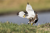 African wattled lapwing (Vanellus senegallus), also known as the Senegal wattled plover or simply wattled lapwing, mating, Chobe river, Chobe National Park, Bostwana