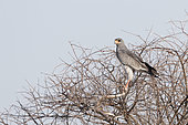 Pale chanting goshawk (Melierax canorus), adult perched on a tree with a prey : a snake, Central Kalahari Game Reserve, Bostwana