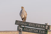 Pale chanting goshawk (Melierax canorus), immature perched, Central Kalahari Game Reserve, Bostwana