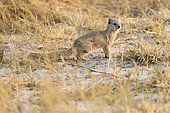 Yellow Mongoose (Cynictis penicillata), Savuti National Park, Bostwana