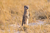 Yellow Mongoose (Cynictis penicillata) standing, Savuti National Park, Bostwana