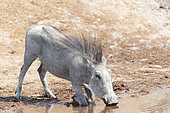 Warthog (Phacochoerus africanus) drinking, Savuti National Park, Bostwana