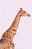 Northern giraffe (Giraffa camelopardalis) adult, Savuti National Park, Botswana