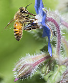 Honey bee (Apis mellifera) on Borago (Borago officinalis), Regional Natural Park of Vosges du Nord, France