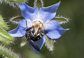 Ashy Furrow Bee (Lasioglossum sexnotatum) on Borago (Borago officinalis), Regional Natural Park of Vosges du Nord, France