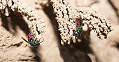 Golden wasps (Chrysis mediata) busy in front of Eumenid Wasp's galleries (Odynerus spinipes) to parasitize them, Regional Natural Park of Northern Vosges, France