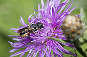 Leaf-cutting bee (Megachile leaiana) on Kanpweed, Regional Natural Park of Northern Vosges, France