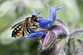 Wood-carving Leaf-cutter (Megachile ligniseca) female on Borago (Borago officinalis), Northern Vosges Regional Nature Park, France
