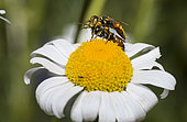 Digger wasp (Dinetus pictus) mating on Daisy, Regional Natural Park of Northern Vosges, France