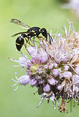 Mason wasp (Leptochilus regulus) on Mint flower, Regional Natural Park of Northern Vosges, France