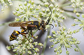 Asian Mud-dauber Wasp (Sceliphron curvatum) female on flower, Regional Natural Park of Northern Vosges, France
