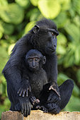 Celebes crested macaque (Macaca nigra) and young on a branch, Tangkoko National Park, Sulawesi, Indonesia