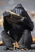Celebes crested macaque (Macaca nigra) biting a piece of wood on black sand, Tangkoko National Park, Sulawesi, Indonesia