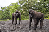 Two Celebes crested macaques (Macaca nigra) on black sand, Tangkoko National Park, Sulawesi, Indonesia
