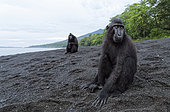 Macaques à crête (Macaca nigra) sur sable noir, Parc National de Tangkoko, Célèbes, Indonésie